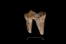Ursus spelaeus