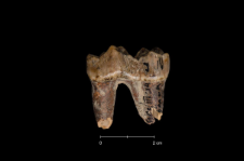 Ursus spelaeus