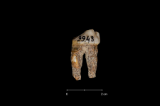 Ursus spelaeus