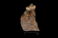 Ursus spelaeus