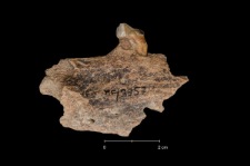Ursus spelaeus