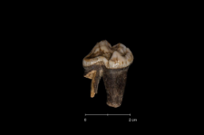Ursus spelaeus