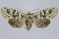 Griposia aprilina