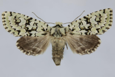 Griposia aprilina