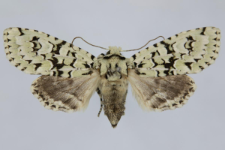 Griposia aprilina