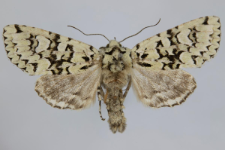 Griposia aprilina