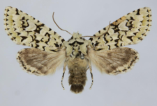 Griposia aprilina