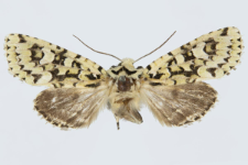 Griposia aprilina