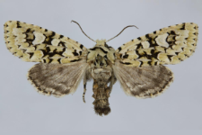 Griposia aprilina