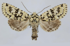 Griposia aprilina