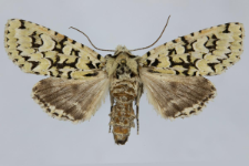 Griposia aprilina