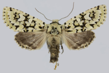 Griposia aprilina