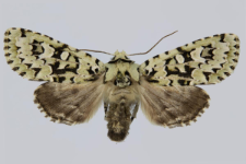 Griposia aprilina