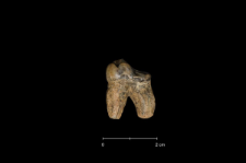 Ursus spelaeus