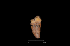 Ursus spelaeus
