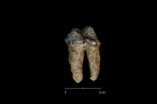 Ursus spelaeus