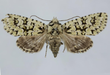 Griposia aprilina