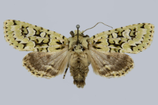 Griposia aprilina