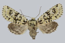 Griposia aprilina