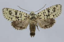 Griposia aprilina