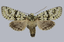 Griposia aprilina