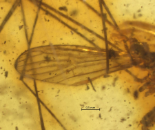 Limoniidae