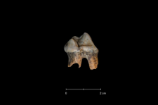 Ursus spelaeus