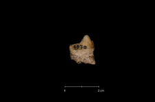 Ursus spelaeus