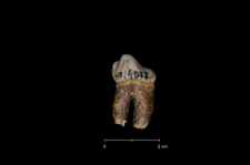 Ursus spelaeus