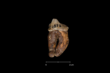 Ursus spelaeus