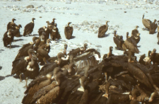 Disposing of the body of dead animals (Iconographic document)