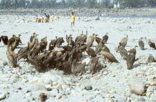 Disposing of the body of dead animals (Iconographic document)