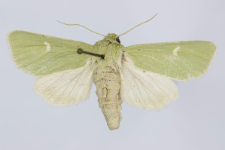 Calamia tridens