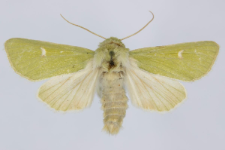 Calamia tridens