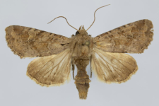 Griposia aprilina