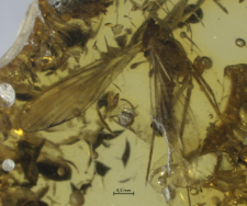 Psychodidae (Bruchomyiinae)
