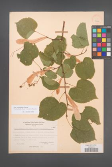Tilia ×haynaldiana [KOR 27423]