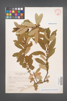 Salix ×browiczii [KOR 27179]
