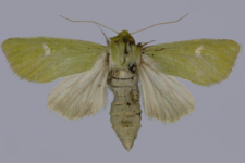 Calamia tridens