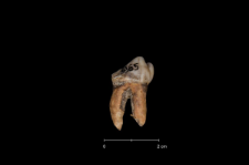 Ursus spelaeus