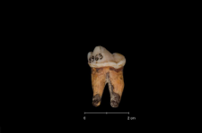 Ursus spelaeus