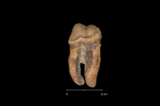 Ursus spelaeus