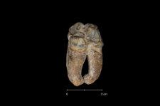 Ursus spelaeus