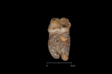 Ursus spelaeus