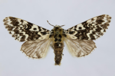 Panthea coenobita