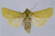 Calamia tridens