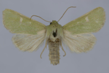 Calamia tridens