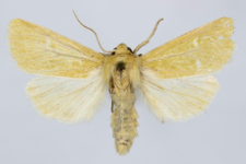 Calamia tridens