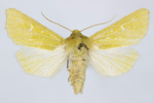 Calamia tridens
