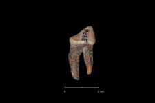Ursus spelaeus